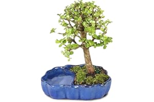 Brussel's Bonsai - Live Dwarf Jade Bonsai Tree in a Zen Ceramic Bonsai Pot, Indoor Succulent Houseplant, 3 Years Old, 5-8 Inc