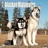 Alaskan Malamutes 2017 Wall Calendar