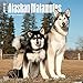Alaskan Malamutes 2017 Wall Calendar