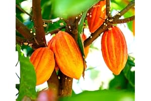 CZ GRAIN Fruit Seeds for Planting - Garden Fruit Seeds (Cacao - 3 Seeds)