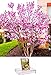 Homegrown Packet Magnolia Seeds, 40 Seeds, Hot Pink Magnolia Tree