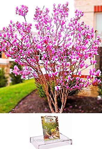 Homegrown Packet Magnolia Seeds, 40 Seeds, Hot Pink Magnolia Tree