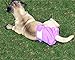 wegreeco Washable Reusable Premium Female Dog Diapers, Small Medium Large Size, Pack of 3,Dog Doggie Puppy & Doggy Diapers Female,Period Panties in Heat (Small)