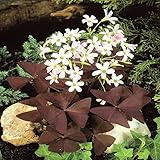 Oxalis regnellii var. triangularis - 10 flower bulbs