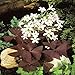 Oxalis regnellii var. triangularis - 10 flower bulbs