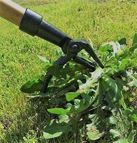 3 Grampas+Weeder+CW+01+Original+Remover