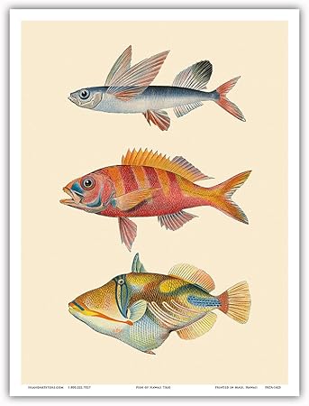Amazon Co Jp ハワイの魚3連作 トビウオ Malolo ハワイのルビー色の鯛オナガ Ula Ula リーフモンガラカワハギ Humuhumunukunukuapua A ワイキキ水族館 ハワイ ビンテージカラーのハガキ C 1905 アートポスター 23cm X 31cm ホーム キッチン Amazon Co Jp ハワイの魚3連作 トビウオ Malolo ハワイのルビー色の鯛オナガ Ula Ula リーフモンガラカワハギ Humuhumunukunukuapua A ワイキキ水族館 ハワイ ビンテージカラーのハガキ C 1905 アートポスター 23cm X 31cm ホーム キッチン