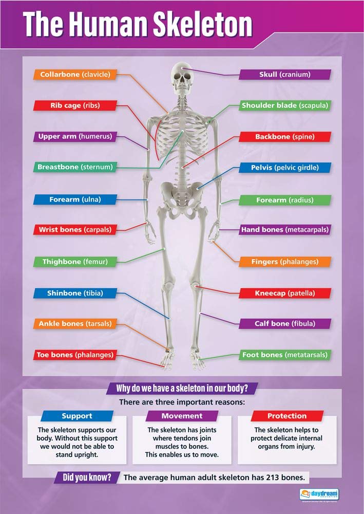 Daydream Education The Human Skeleton | Science Posters | Laminated Gloss Paper measuring 850mm x 594mm (A1) | Science Charts for the Classroom | Education Charts
