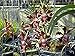 Vanda (Varakorn x merrillii) 'Carmela' 3 inch pots --very fragrant