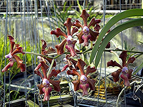 Vanda (Varakorn x merrillii) 'Carmela' 3 inch pots --very fragrant