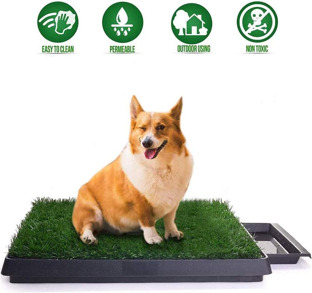 is grass toxic to dogs