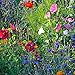 Earthcare Seeds Wildflowers for Shade 10,000 Seeds
