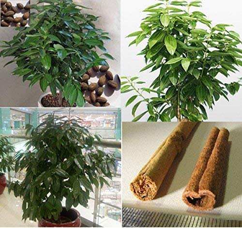 Cinnamon Tree