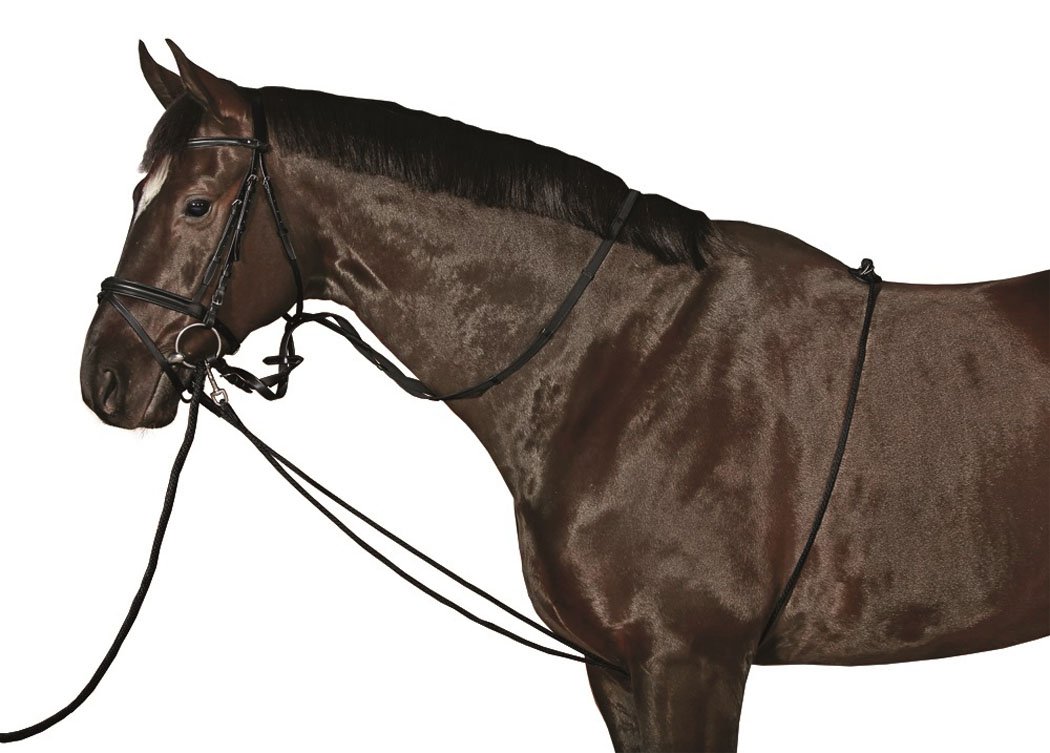 Lunging Training System at Kimberly Stanfield blog