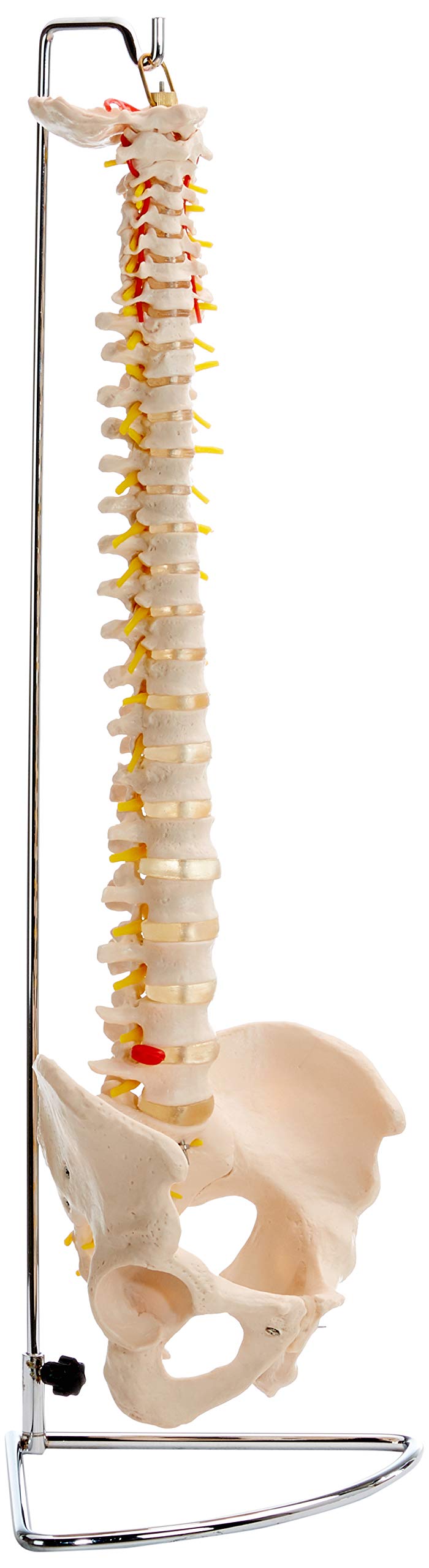 PERFORMANCE HEALTH Life Size Flexible Vertebral Column with Pelvis – Anatomical Spine Model for Home, School, Medical Clinics – Highly Detailed, Fully Flexible, 83cm (32") Skeleton Model with Stand