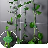 YIUIRUOI 50 Pcs Plant Wall Climbing Clips Green Vine Clips Invisible Plant Clips view 6