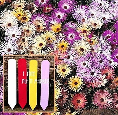 Livingstone Daisy (Sparkles Mixed) Daisy 110+ Seeds Upc 647923989199 + 1 Free Plant Marker