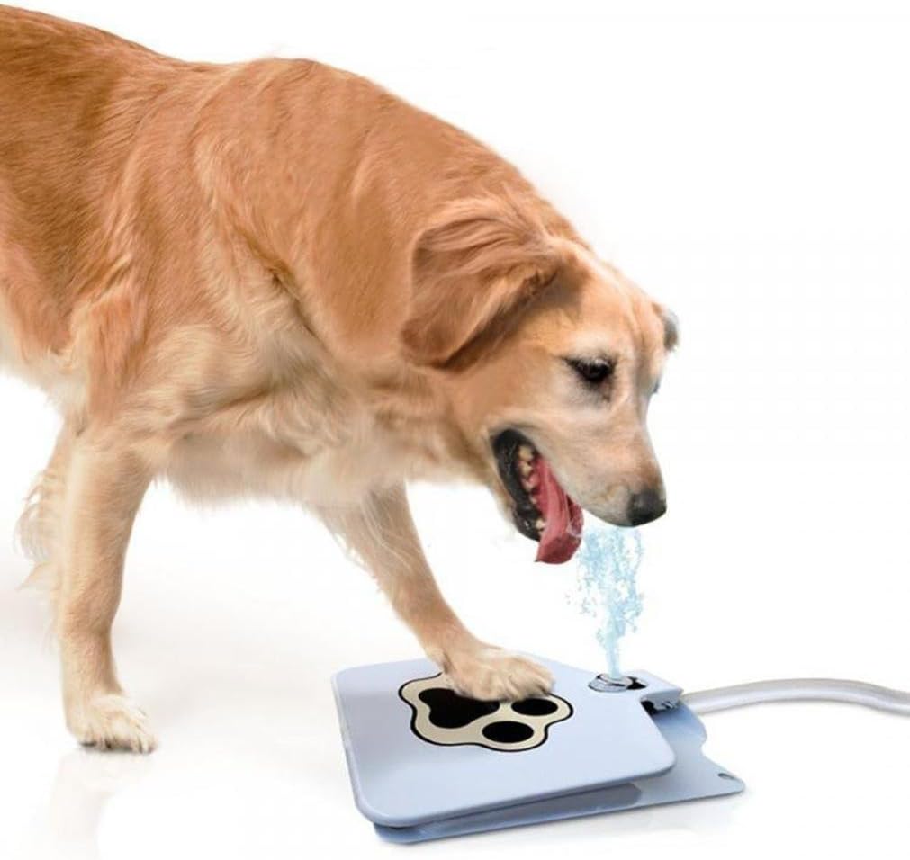 petco reptiles for sale