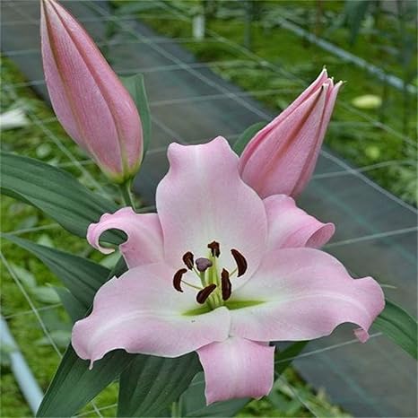 Amazon カサブランカ 球根 活発な植物リビングルームの装飾 カラフル レアでレア ゴージャス 素晴らしい花現在販売中 30球根 4 花