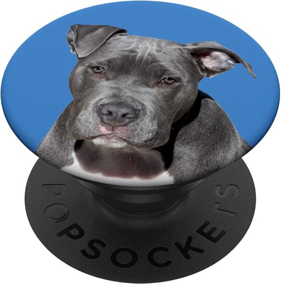 gray pitbull terrier