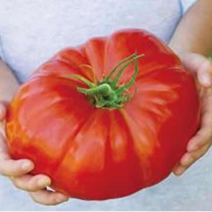 FastDirect Semillas de Tomates Gigantes Rojos 10 PCS Semillas de ...