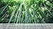 Prouten 5.5 inch 100 pcs Thick Bamboo Sticks for Caramel Candy Apple Sticks Corn Dog Skewers Corn Cob Sticks Also for Cakepop Candy Cookie Lollipop