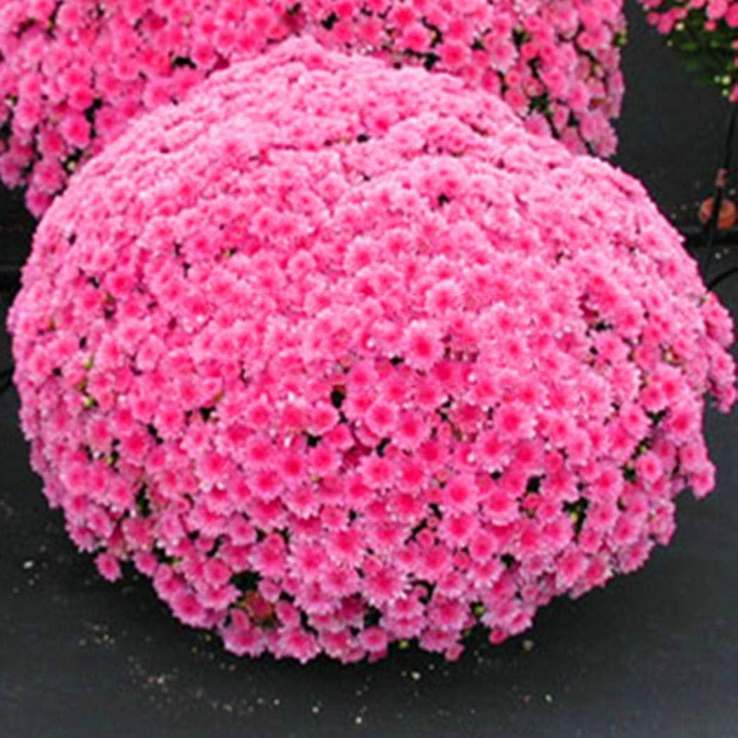 Goodfans Perennial Bonsai Mini Chrysanthemum Seeds Bonsai Plant Seeds Bonsai