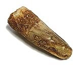 Genuine Small Spinosaurus Tooth with Display Case