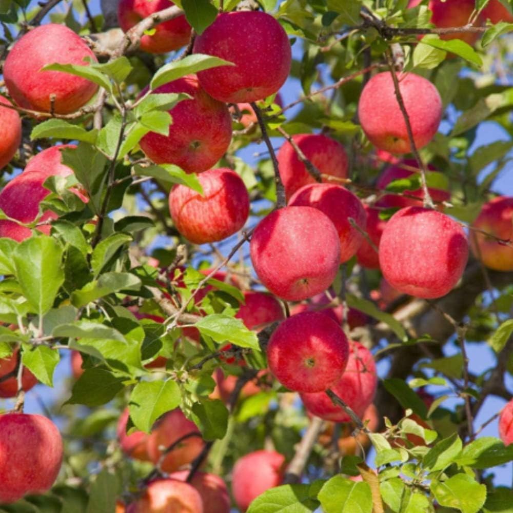Halffle Seedhouse- Fruits Seeds Banana Kiwi Apple Orange Dragon Seeds Tree Seeds Bonsai Fruit Plants Seeds Perennial Hardy