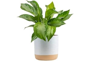 Costa Farms Chinese Evergreen, Aglaonema Easy To Grow Live Indoor Plant in Premium Décor Planter Pot, Houseplant in Potting Soil Mix, Housewarming, Unique Home Décor or Room Decor, 2-3 Feet Tall
