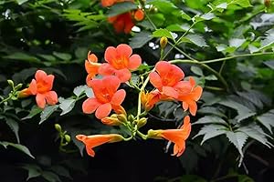 VAACNEE 25pcs Hummingbird Trumpet Creeper Vine Campsis Radicans Flower Seeds