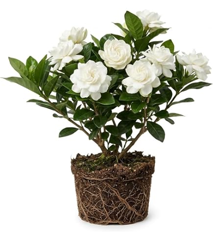 Amazon.com : 2 Jasmine Plants Live, Well-Rooted Flower Plant, 5-7