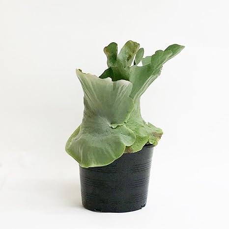 Amazon コウモリラン ワンダエ Or0308a08 Platycerium Wandae インテリアプランツ ビカクシダ 観葉植物 インテリア 置き型 プラポット 成長中 観葉植物 オンライン通販