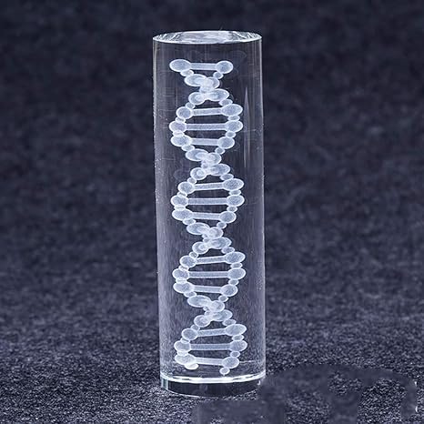 XIEJI 3D menschliche DNA-Genetik Modell Paperweight Kristallglas Wissenschaft Geschenkdekoration Souvenir