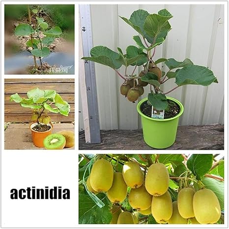 Soteer Garten - Selten Obst Samen verschidene Sorten von Obstsamen Wassermelone/Kirsche/Mango/Banane/Kiwi/Apfel/Orange/Japani