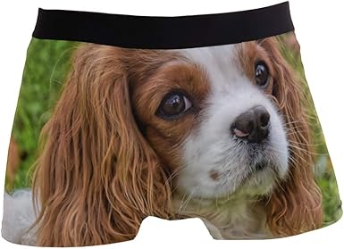 funny king charles cavalier pictures