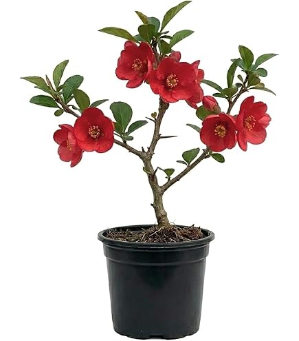 Amazon.com : Chaenomeles japonica: Japanese Dwarf Flowering Quince