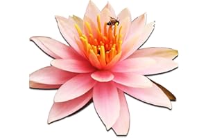 Live Aquatic Plant Orange Nymphaea Colorado Hardy Water Lilies Tuber for Aquarium Freshwater Fish Pond by Greenpro