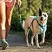 Ruffwear, Hi & Light, Everyday Lightweight Dog Harness, Trail Running, Walking, Hiking, All-Day Wear, Sockeye Red, Medium