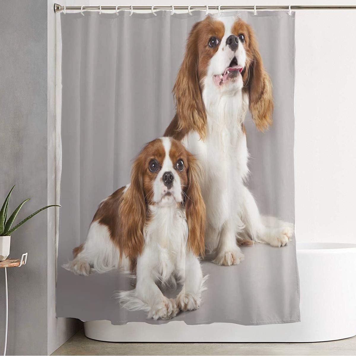 beautiful cavalier king charles spaniel