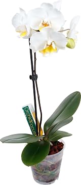 Growth Technology Orchid Focus Drip Feeders 38ml (10 box) view 2