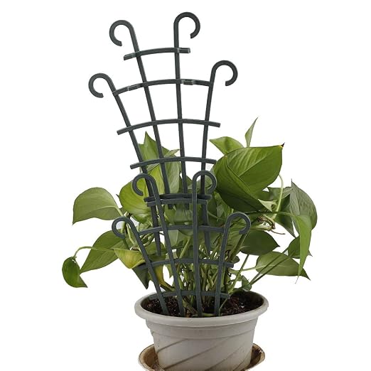 SUREH - 6 enrejados de plástico para Plantas pequeñas de Interior ...