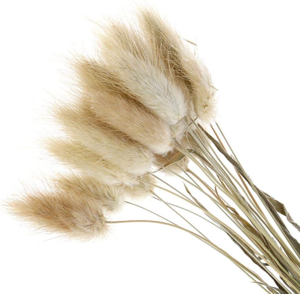 LDCP 20pcs natural dried flowers white artificial flowers colorful fake rabbit tail grass foxtail bouquet long bunches,B
