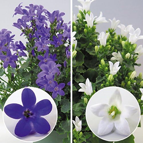 Amazon 販売終了商品 花