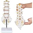 NLShan Scientific Lumbar Spine Model with 5 Vertebrae, Life Size Human Lumbar Vertebrae Anatomy Model with Sacrum, Spinal Disc, and Sturdy Base, Perfect Tool for Classrooms, Offices, Medical Teaching.