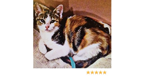Rocky The Calico Kitten Kindle Edition By Elizabeth Chapman
