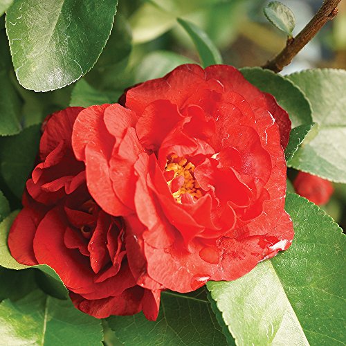Brussel's Live Japanese Red Quince Outdoor Bonsai Tree - 3 Years Old; 10" to 12" Tall with Decorative Container