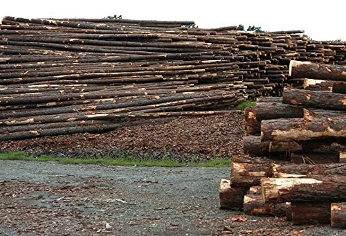 Wall Art Impressions Quality Prints - Laminated 35x24 Vibrant Durable Photo Poster - Logs Sawmill Lumberyard Timber Log Forestry Logging Mill Industry Material Natural Woodpile Hardwood Woodwork