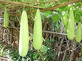 FUN AND GROW SEEDS: Seeds Long Gourd Calabash