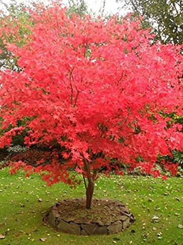 Fireglow Upright Red Japanese Maple Tree - Live Plant - Trade Gallon Pot